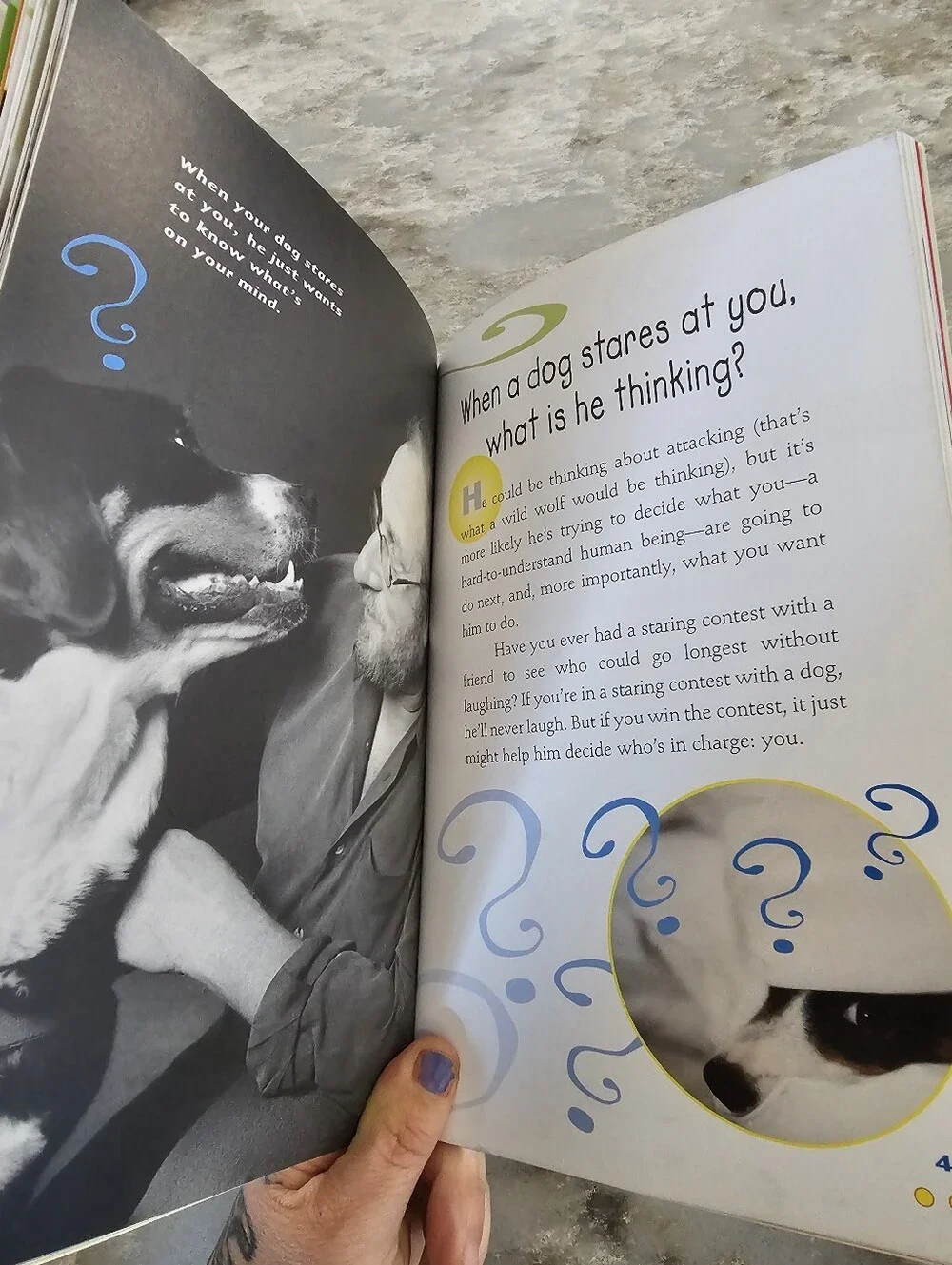 Everything Dog Marty Crisp Kids FAQs Childrens Nonfiction Pet Educational Book